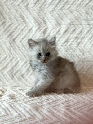 Available Maine Coon Kitten MD