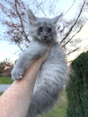 Available Maine Coon Kitten MD