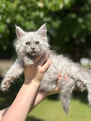 Available Maine Coon Kitten MD