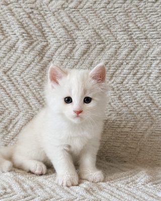 Available Maine Coon Kitten MD