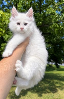 Available Maine Coon Kitten MD