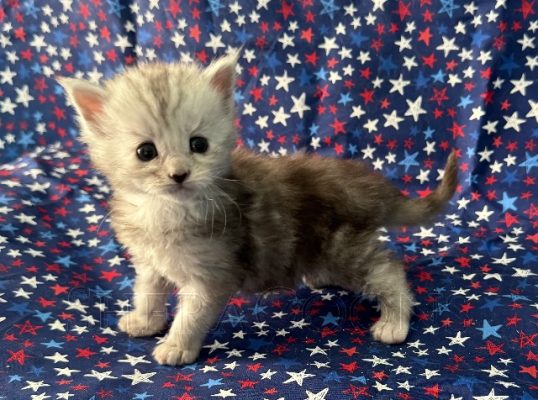 Available Maine Coon Kitten MD