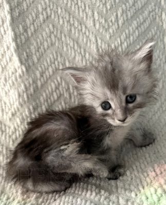 Available Maine Coon Kitten MD