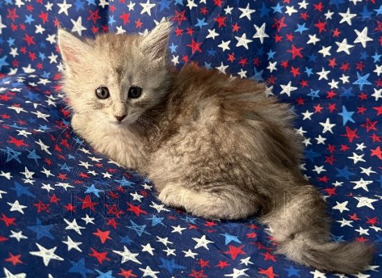Available Maine Coon Kitten MD