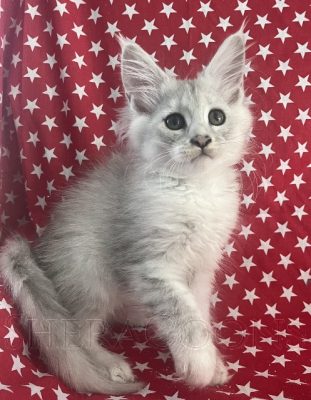 Available Maine Coon Kitten MD