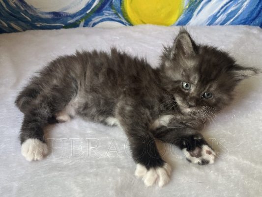 Available Maine Coon Kitten MD