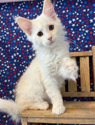 Available Maine Coon Kitten MD