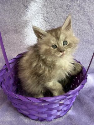 Available Maine Coon Kitten MD