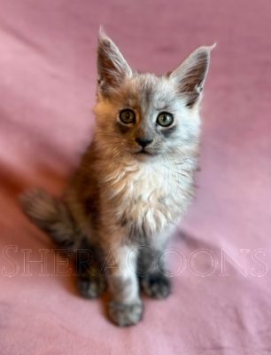 Available Maine Coon Kitten MD