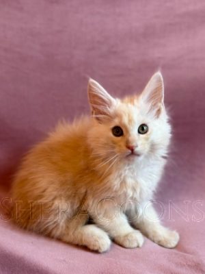 Available Maine Coon Kitten MD