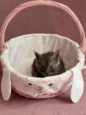 Available Maine Coon Kitten MD