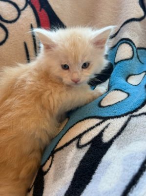 Available Maine Coon Kitten MD