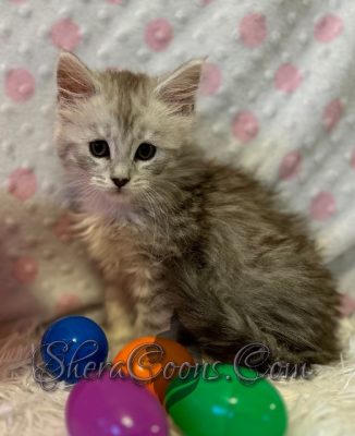 Female # 1, updated 3/30/23