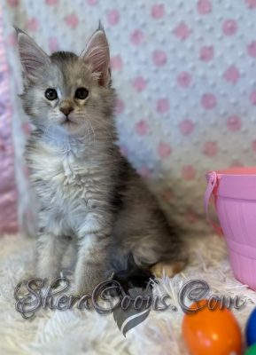 Available Maine Coon Kitten MD