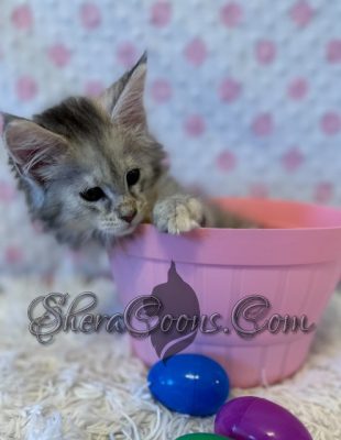 Available Maine Coon Kitten MD
