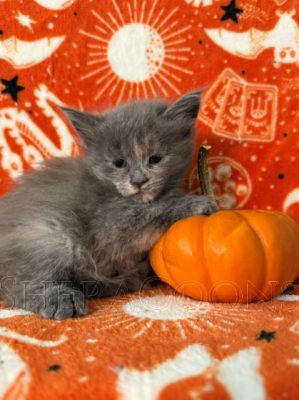 Available Maine Coon Kitten MD