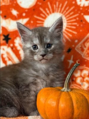 Available Maine Coon Kitten MD