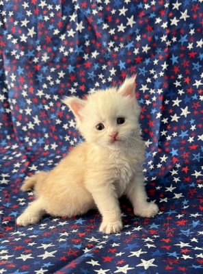 Available Maine Coon Kitten MD