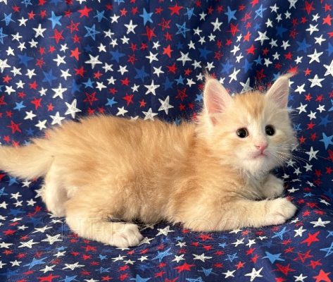 Available Maine Coon Kitten MD
