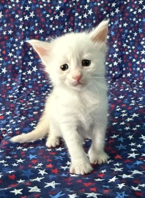 Available Maine Coon Kitten MD