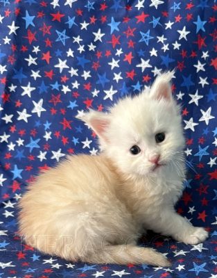 Available Maine Coon Kitten MD