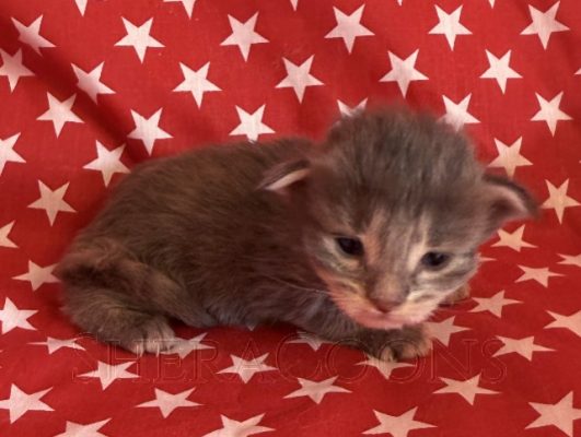 Available Maine Coon Kitten MD