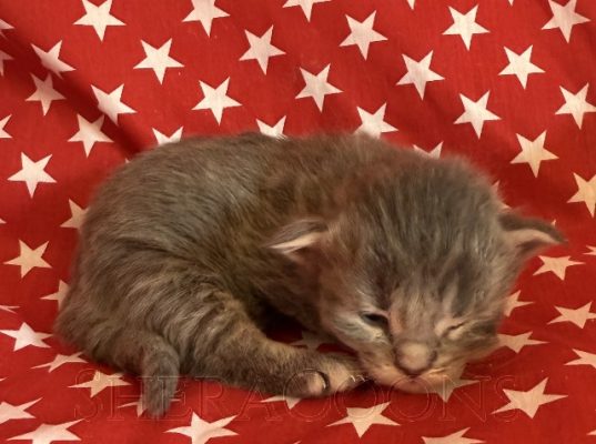 Available Maine Coon Kitten MD