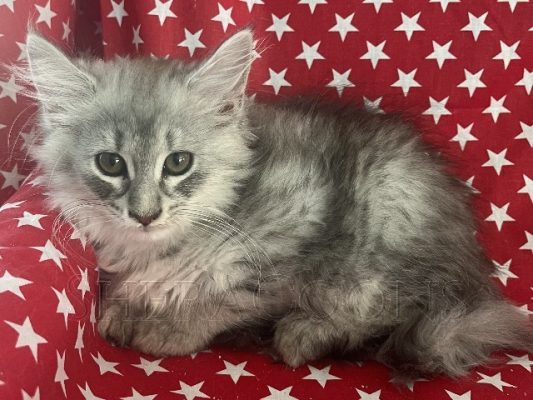Available Maine Coon Kitten MD