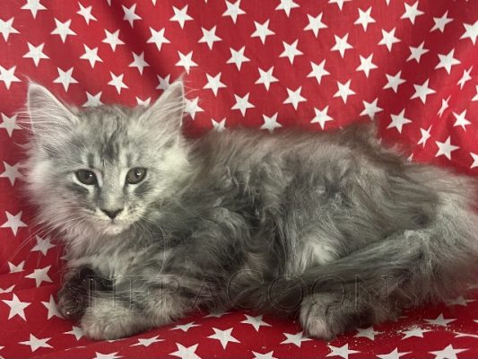 Available Maine Coon Kitten MD
