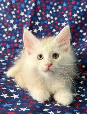 Available Maine Coon Kitten MD