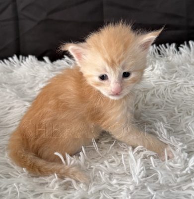 Available Maine Coon Kitten MD