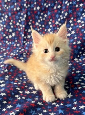 Available Maine Coon Kitten MD