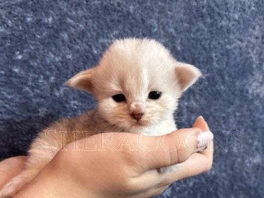 Available Maine Coon Kitten MD