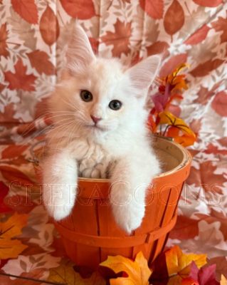 Available Maine Coon Kitten MD