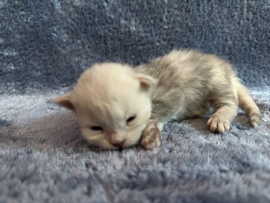 Available Maine Coon Kitten MD