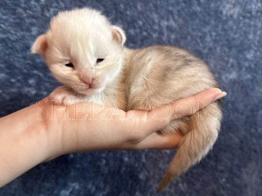 Available Maine Coon Kitten MD