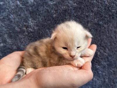 Available Maine Coon Kitten MD