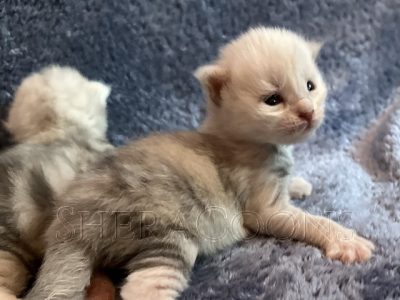 Available Maine Coon Kitten MD