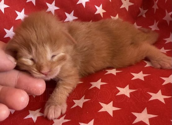 Available Maine Coon Kitten MD