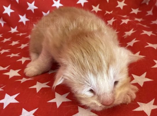 Available Maine Coon Kitten MD