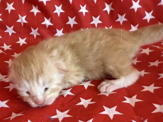 Available Maine Coon Kitten MD