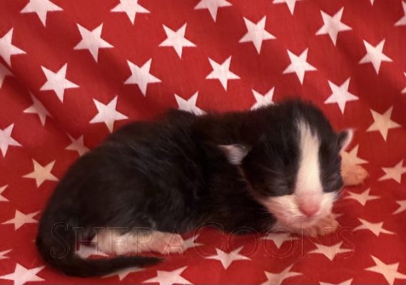 Available Maine Coon Kitten MD