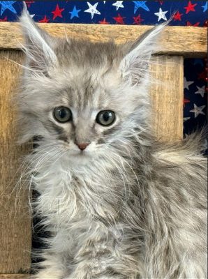 Available Maine Coon Kitten MD