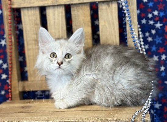 Available Maine Coon Kitten MD