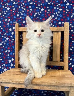 Available Maine Coon Kitten MD