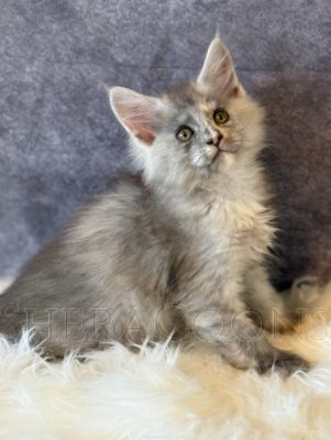Available Maine Coon Kitten MD