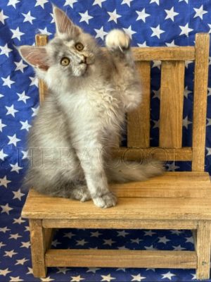 Available Maine Coon Kitten MD