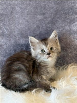 Available Maine Coon Kitten MD