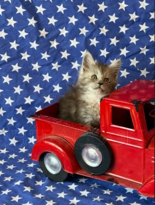 Available Maine Coon Kitten MD
