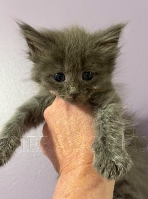 Available Maine Coon Kitten MD